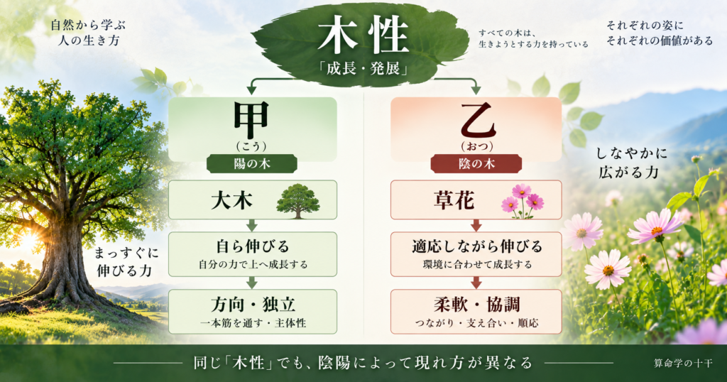 甲と乙の木性における成長方法の違い